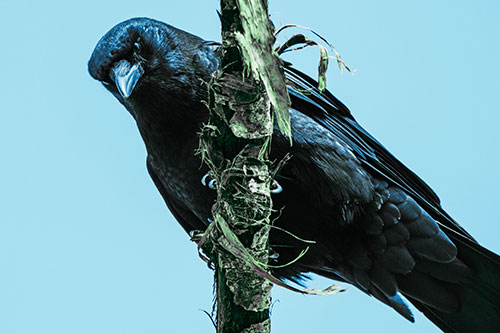 Crow Glaring Downward Atop Peeling Tree Branch (Cyan Tint Photo)