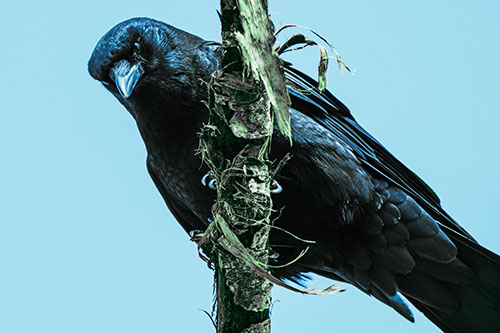 Crow Glaring Downward Atop Peeling Tree Branch (Cyan Tint)