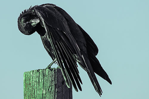 Crow Grooming Wing Atop Wooden Post (Cyan Tint Photo)