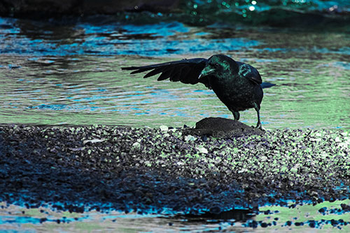 Crow Pointing Upstream Using Wing (Cyan Tint Photo)
