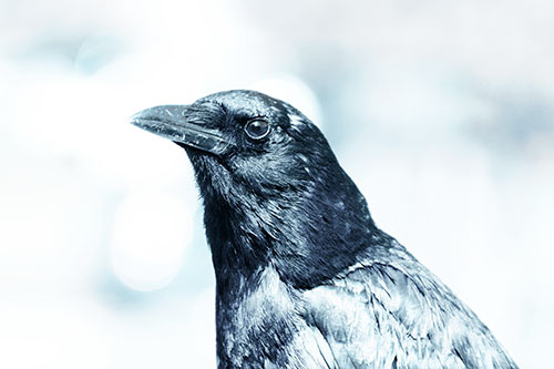 Crow Posing For Headshot (Cyan Tint Photo)