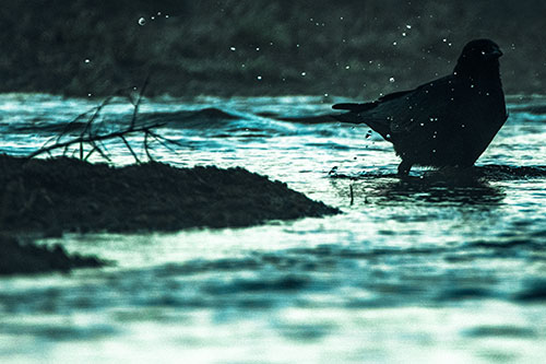 Crow Splashing River Water (Cyan Tint Photo)