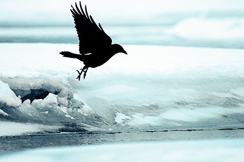 Crow Taking Flight Off Icy Shoreline (Cyan Tint Photo)