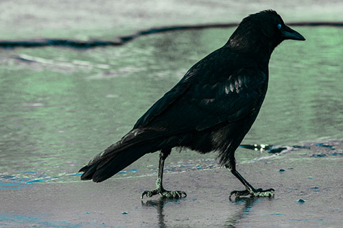 Crow Walking Along Frozen River Ice (Cyan Tint)