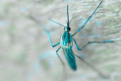 Culex Pipien Mosquito Resting Vertically (Cyan Tint Photo)