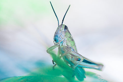 Curious Crouching Grasshopper Perched Atop Leaf Petal (Cyan Tint)