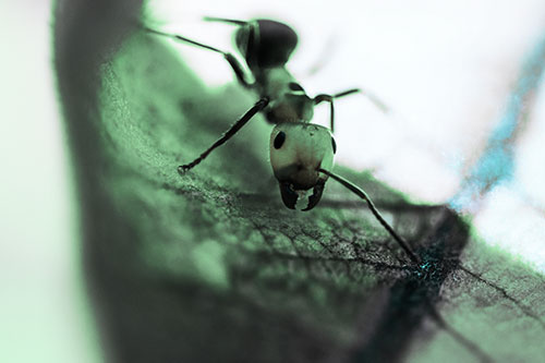 Curious Fire Ant Spreads Mandibles Among Sloping Milkweed Leaf (Cyan Tint)
