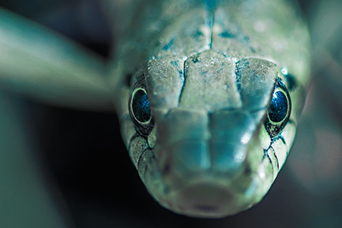 Curious Garter Snake Makes Direct Eye Contact (Cyan Tint)