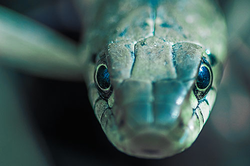 Curious Garter Snake Makes Direct Eye Contact (Cyan Tint Photo)