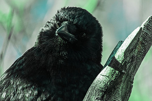 Curious Head Tilting Crow Perched Among Tree Branch (Cyan Tint Photo)