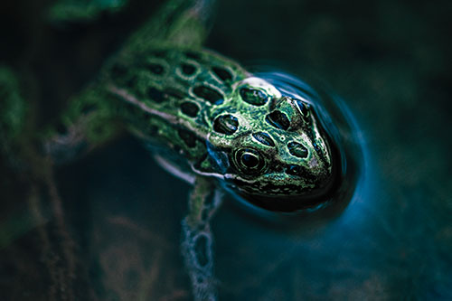 Curious Leopard Frog Peeking Head Above Water (Cyan Tint Photo)