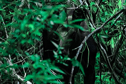 Curious Moose Looking Around (Cyan Tint Photo)