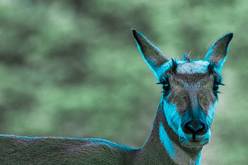 Curious Pronghorn Staring Across Roadway (Cyan Tint)