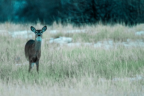 Curious White Tailed Deer Watching Among Snowy Field (Cyan Tint Photo)