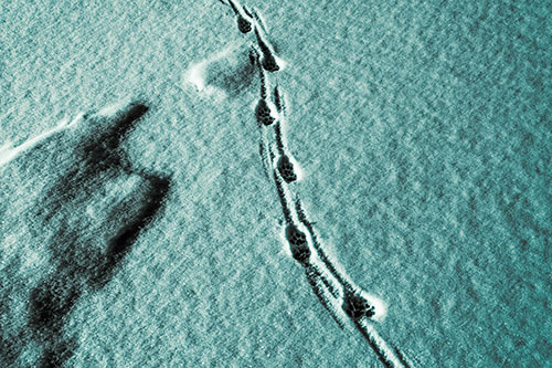 Curving Animal Footprint Trail Dragging Along Snow (Cyan Tint Photo)