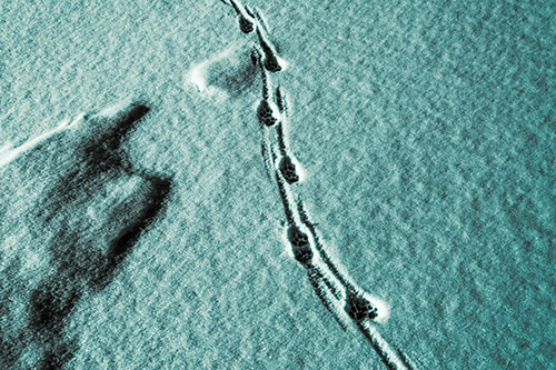 Curving Animal Footprint Trail Dragging Along Snow (Cyan Tint)