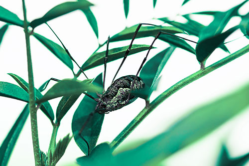 Daddy Longlegs Harvestmen Spider Crawling Down Plant Stem (Cyan Tint Photo)