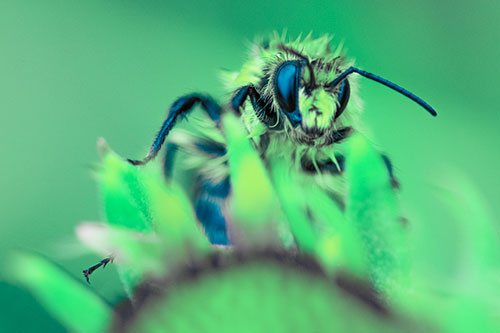 Damp Honey Bee Crawling Over Blanket Flower (Cyan Tint)