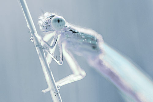 Damselfly Clamping Onto Grass Blade (Cyan Tint)