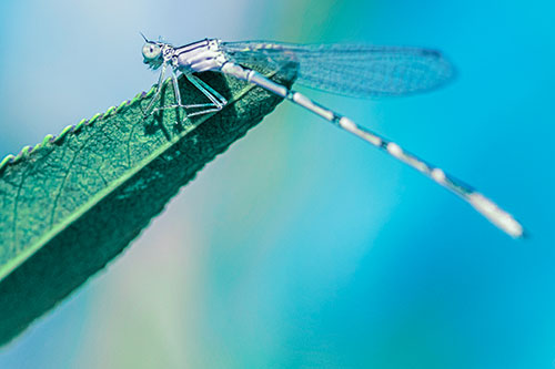 Damselfly Clamping Onto Leaf Petal Edge (Cyan Tint)