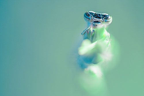 Damselfly Embraces Grass Blade Among Sunlight (Cyan Tint)