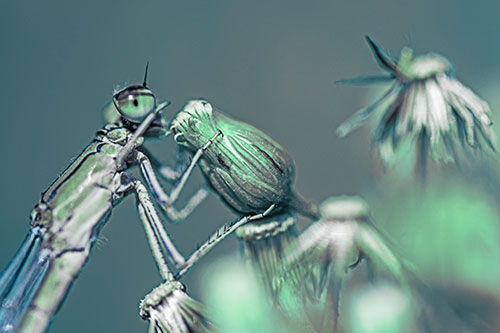 Damselfly Rubbing Eye Among Horseweeds (Cyan Tint)