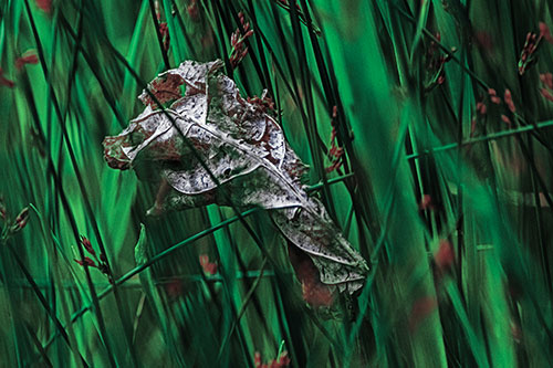 Dead Decayed Leaf Rots Among Reed Grass (Cyan Tint Photo)