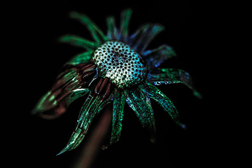Dead Dewy Rotting Salsify Flower (Cyan Tint Photo)