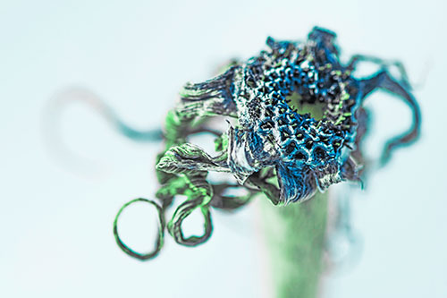 Dead Dry Gumplant Shriveling Among Cold (Cyan Tint)