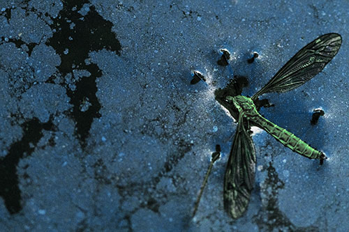 Dead Floating Crane Fly Partly Submerged Among Oily Water (Cyan Tint)