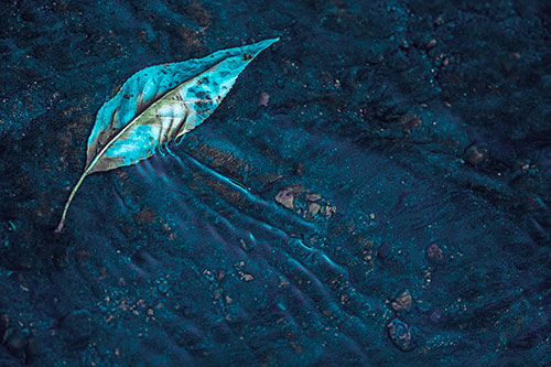 Dead Floating Leaf Creates Shallow Water Ripples (Cyan Tint Photo)