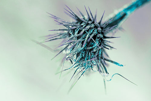 Dead Frigid Spiky Salsify Flower Withering Among Cold (Cyan Tint Photo)