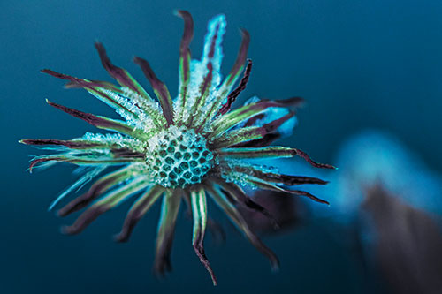 Dead Frozen Ice Covered Aster Flower (Cyan Tint Photo)