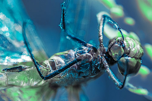 Dead Grotesque Dragonfly Peeling Eye Apart (Cyan Tint)