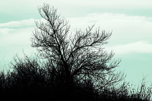 Dead Leafless Tree Standing Tall (Cyan Tint Photo)