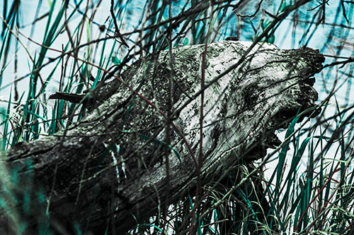 Decaying Serpent Tree Log Creature (Cyan Tint Photo)