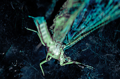 Deceased Mayfly Floating Atop Shallow River Shore (Cyan Tint)