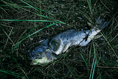 Deceased Salmon Fish Rotting Among Grass (Cyan Tint Photo)