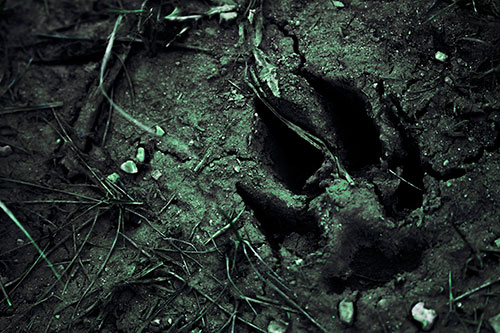 Deep Muddy Dog Footprint (Cyan Tint Photo)