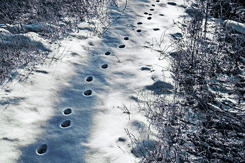 Deep Snow Animal Footprint Markings (Cyan Tint Photo)