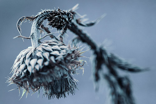 Depressed Slouching Thistle Dying From Thirst (Cyan Tint Photo)