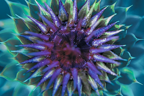 Dew Drops Cover Blooming Thistle Head (Cyan Tint Photo)