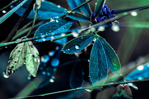 Dew Water Droplets Clutching Onto Leaves (Cyan Tint Photo)