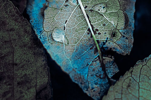 Dewy Eyed Leaf Face Cringing Towards Bug (Cyan Tint)
