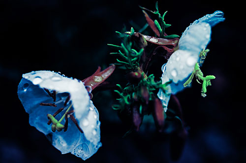 Dewy Primrose Flowers After Rainfall (Cyan Tint Photo)