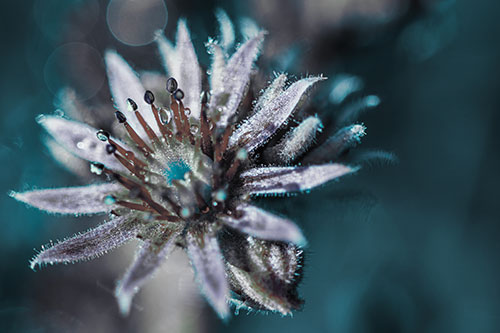 Dewy Spiked Sempervivum Flower (Cyan Tint Photo)