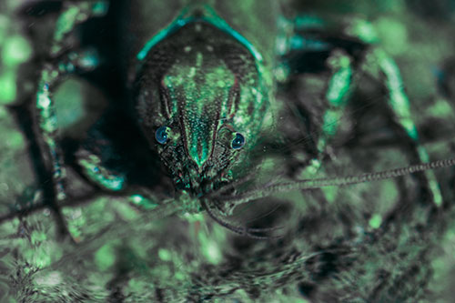 Direct Eye Contact With Water Submerged Crayfish (Cyan Tint Photo)