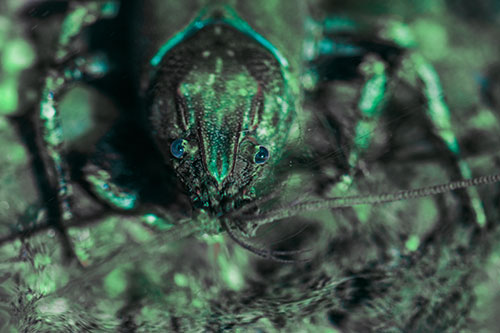 Direct Eye Contact With Water Submerged Crayfish (Cyan Tint)