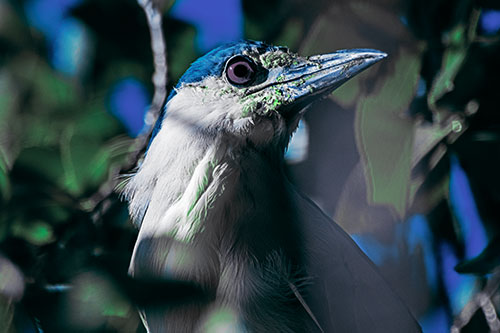 Dirty Faced Black Crowned Night Heron (Cyan Tint)