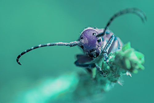 Dirty Milkweed Beetle Climbs Plant Top (Cyan Tint)